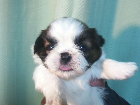 �V�[�Y�[�@�q���t���[�摜