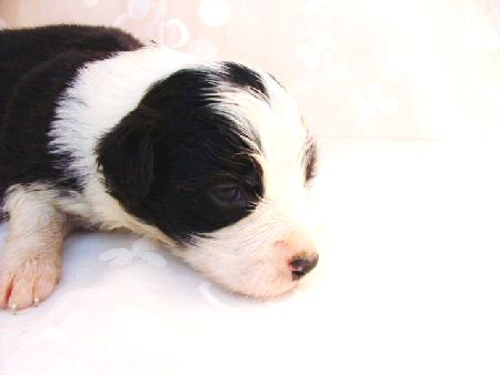 �{�[�_�[�R���[�@�q���t���[�摜