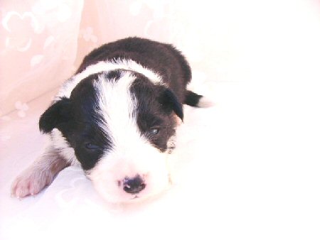 �{�[�_�[�R���[�@�q���t���[�摜