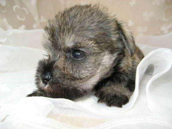 �~�j�`���A �V���i�E�U�[�@�q���t���[�摜