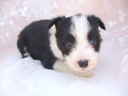 �{�[�_�[�R���[�@�q���t���[�摜