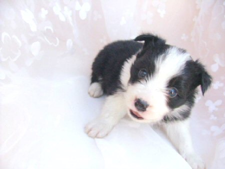 �{�[�_�[�R���[�@�q���t���[�摜