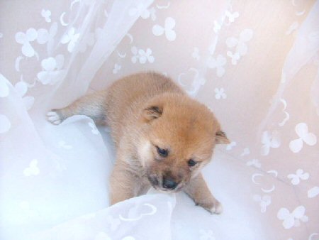 �Č��@�q���t���[�摜