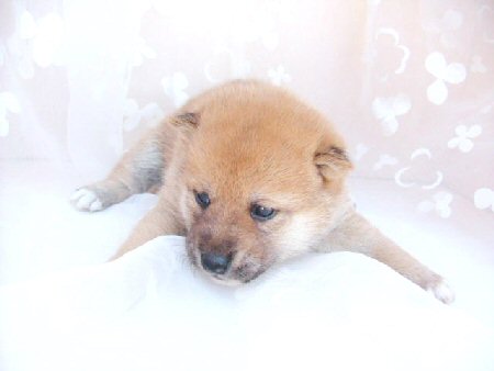 �Č��@�q���t���[�摜