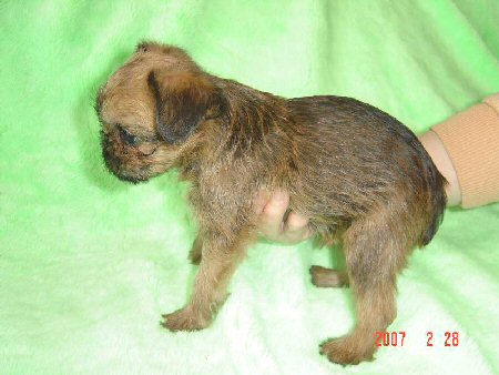 �u�����b�Z���O���t�H���@�q���t���[�摜