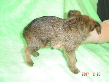 �u�����b�Z���O���t�H���@�q���t���[�摜