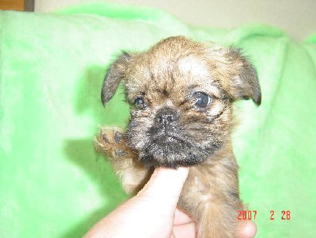 �u�����b�Z���O���t�H���@�q���t���[�摜