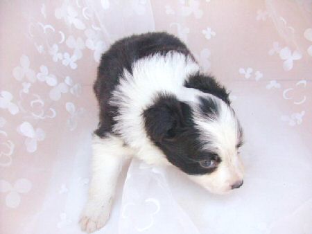 �{�[�_�[�R���[�@�q���t���[�摜