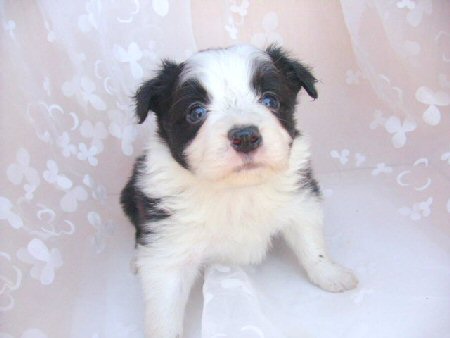 �{�[�_�[�R���[�@�q���t���[�摜