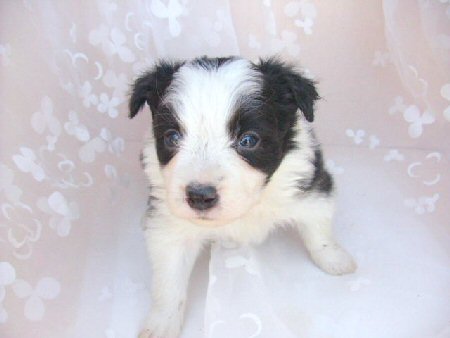 ボーダーコリー 子犬フリー画像