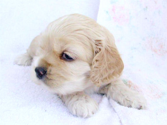 �L���o���A�@�q���t���[�摜