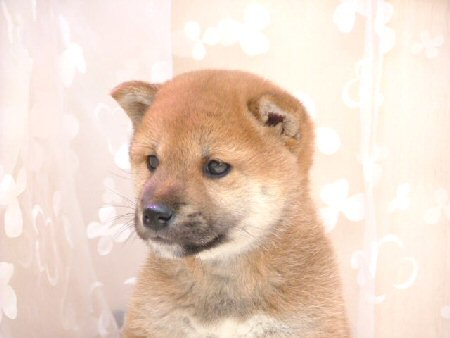 柴犬 子犬フリー画像