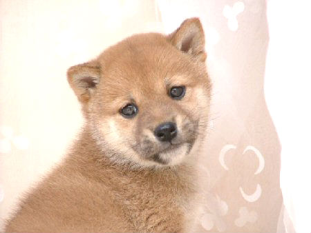 柴犬 子犬フリー画像