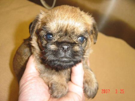 ブリュッセルグリフォン 子犬フリー画像