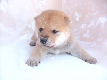 柴犬 子犬フリー画像