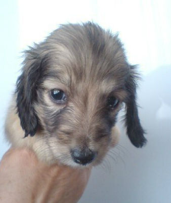 ダックスフンド 子犬フリー画像