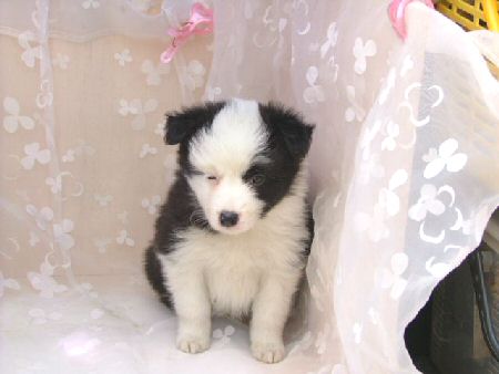 ボーダーコリー 子犬フリー画像