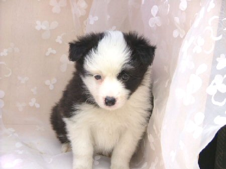 ボーダーコリー 子犬フリー画像