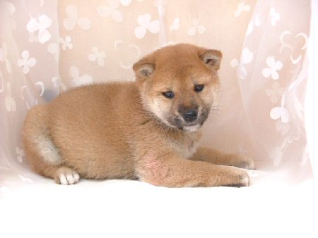 �Č��@�q���t���[�摜