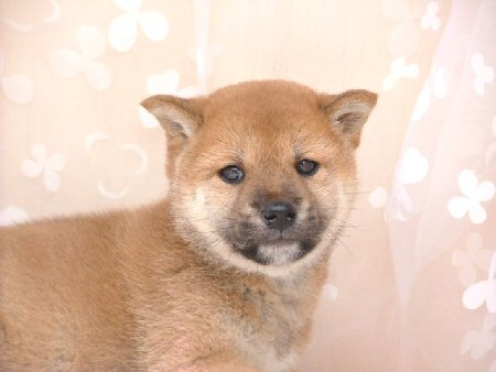 �Č��@�q���t���[�摜