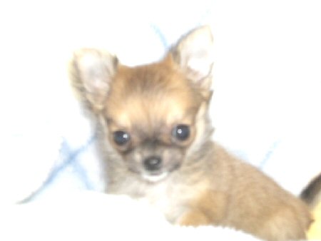 �`���������O�@�q���t���[�摜