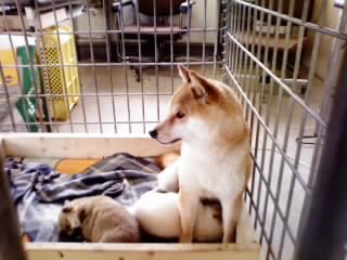 �Č��@�q���t���[�摜