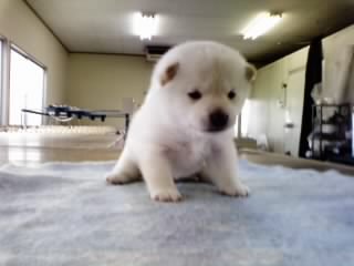 �Č��@�q���t���[�摜