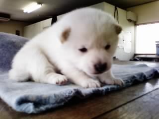 �Č��@�q���t���[�摜