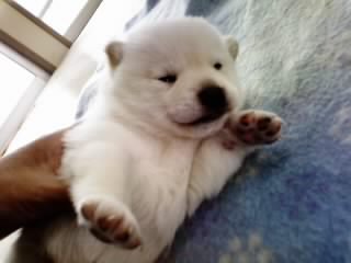 �Č��@�q���t���[�摜