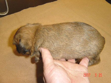 �u�����b�Z���O���t�H���@�q���t���[�摜