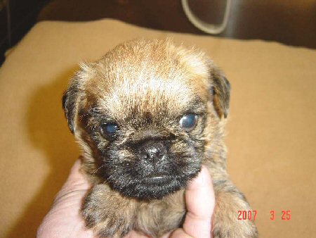 �u�����b�Z���O���t�H���@�q���t���[�摜