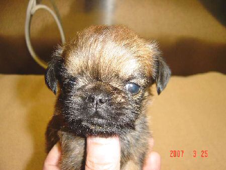 �u�����b�Z���O���t�H���@�q���t���[�摜