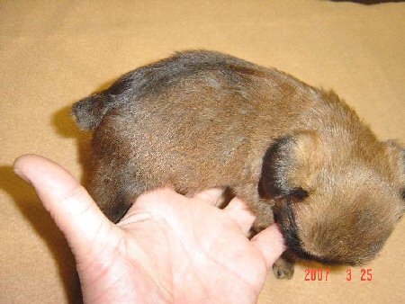 �u�����b�Z���O���t�H���@�q���t���[�摜