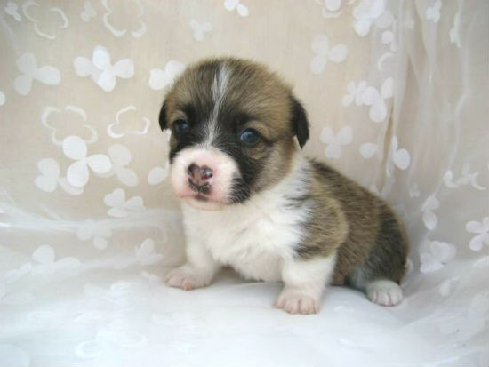 �R�[�M�[�@�q���t���[�摜