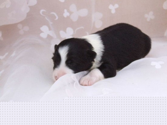 �{�[�_�[�R���[�@�q���t���[�摜