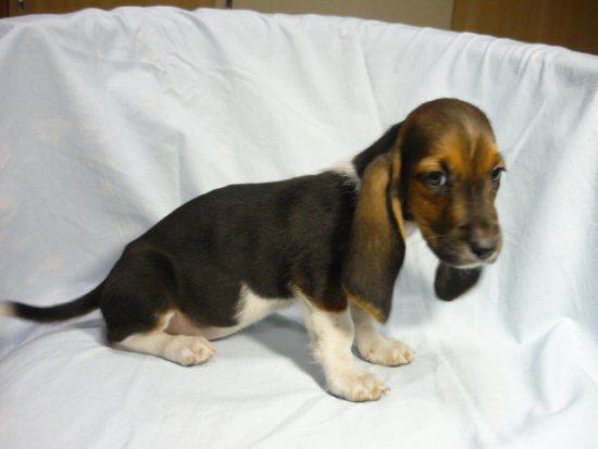 �o�Z�b�g�E�n�E���h�@�q���t���[�摜