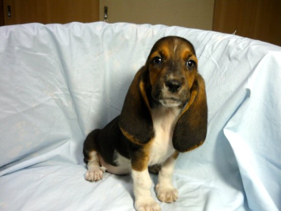 �o�Z�b�g�E�n�E���h�@�q���t���[�摜