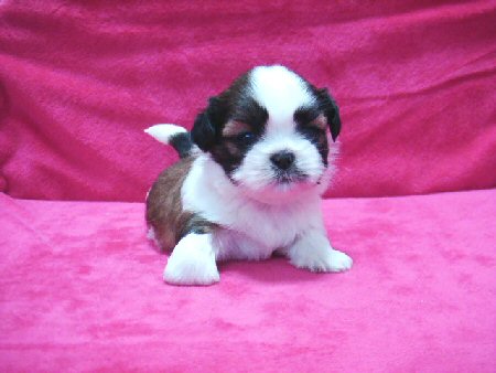 �V�[�Y�[�@�q���t���[�摜