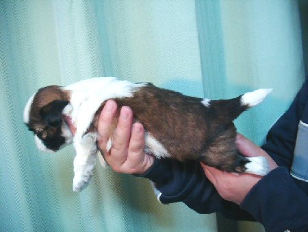 �V�[�Y�[�@�q���t���[�摜