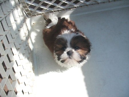 �V�[�Y�[�@�q���t���[�摜