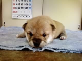 �Č��@�q���t���[�摜