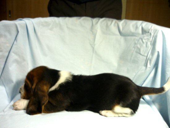 �o�Z�b�g�E�n�E���h�@�q���t���[�摜