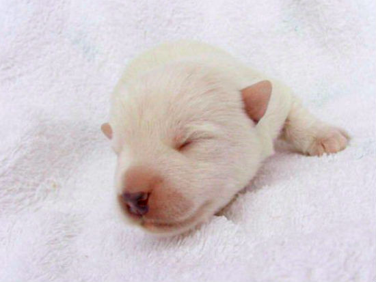 �E�G�X�e�B�[�@�q���t���[�摜