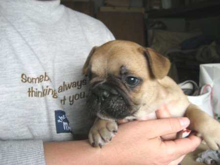 �t�����`�u���h�b�O�@�q���t���[�摜