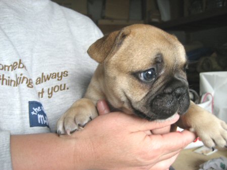 �t�����`�u���h�b�O�@�q���t���[�摜