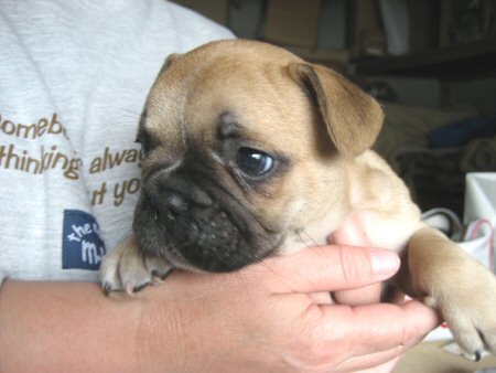 �t�����`�u���h�b�O�@�q���t���[�摜