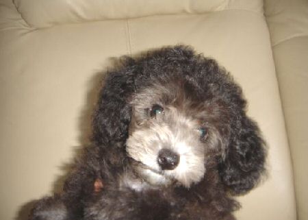 �g�C�v�[�h���@�q���t���[�摜