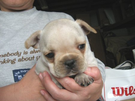 �t�����`�u���h�b�O�@�q���t���[�摜