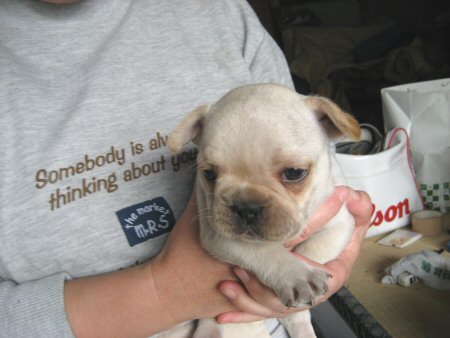 �t�����`�u���h�b�O�@�q���t���[�摜