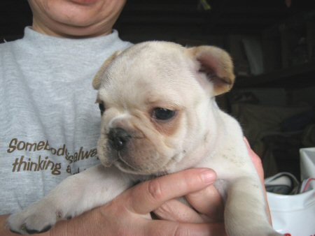 �t�����`�u���h�b�O�@�q���t���[�摜